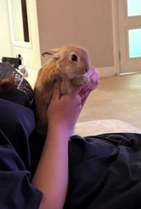 Нидерландский Кролик