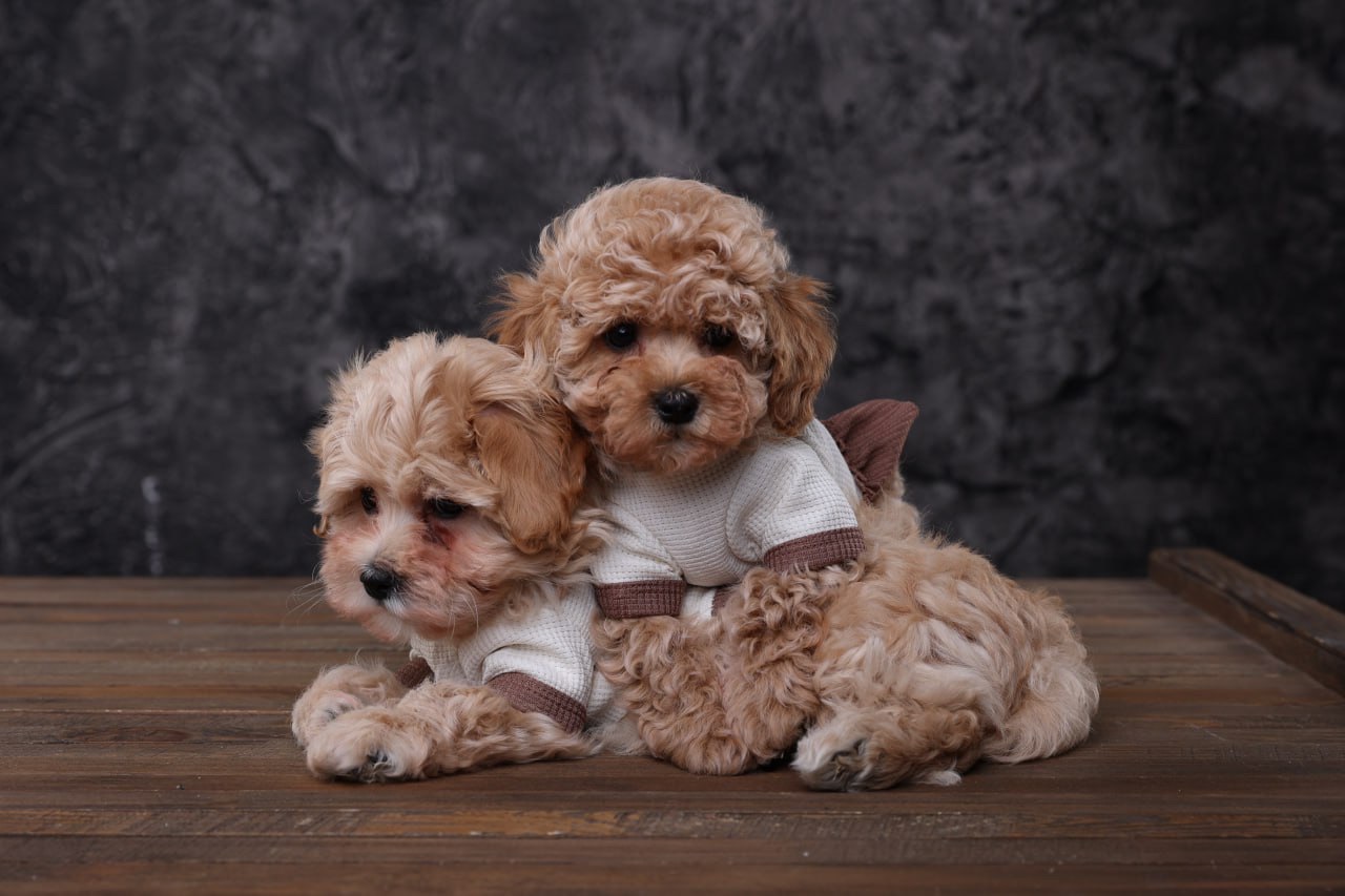 Лялькові мальтіпу Ф1 хлопчики й дівчатка