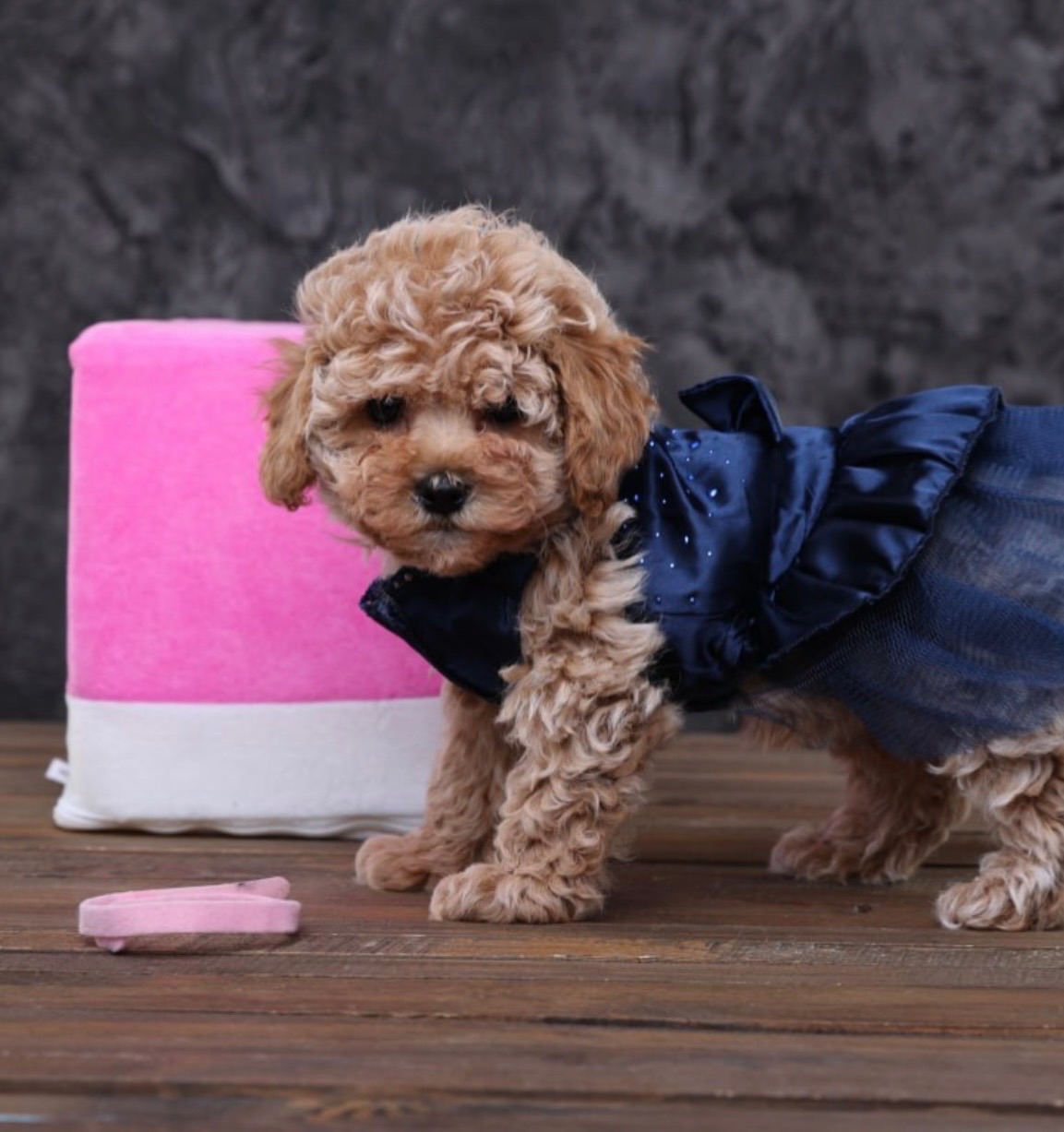 Лялькові мальтіпу Ф1 хлопчики й дівчатка