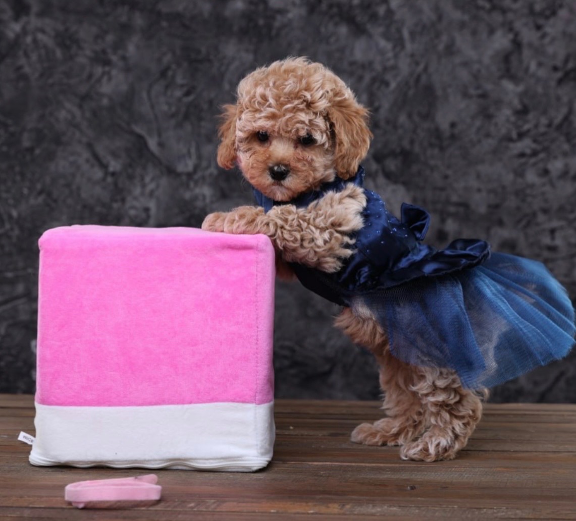 Лялькові мальтіпу Ф1 хлопчики й дівчатка