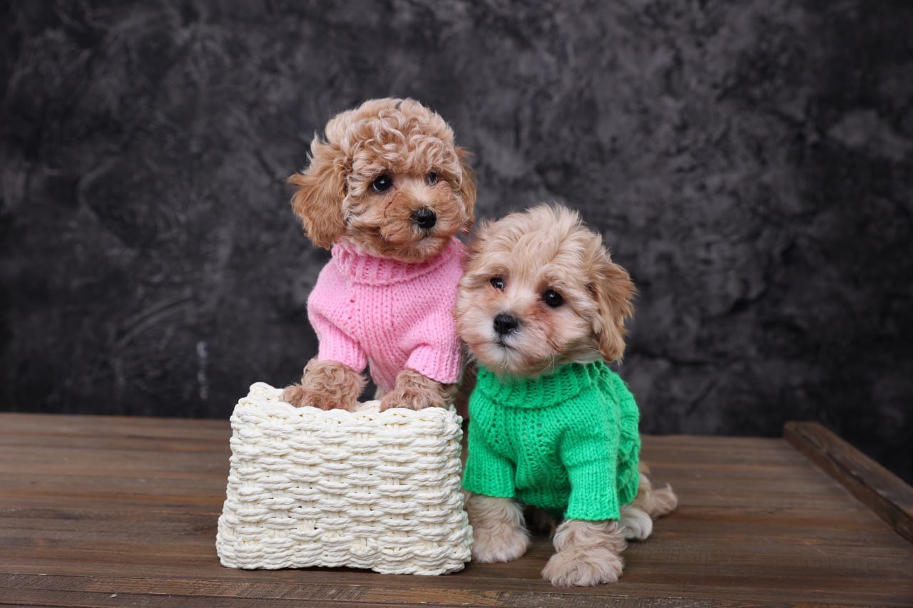 Лялькові мальтіпу Ф1 хлопчики й дівчатка