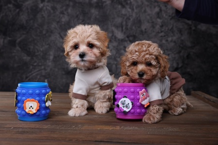 Лялькові мальтіпу Ф1 хлопчики й дівчатка