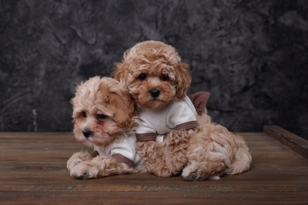 Лялькові мальтіпу Ф1 хлопчики й дівчатка