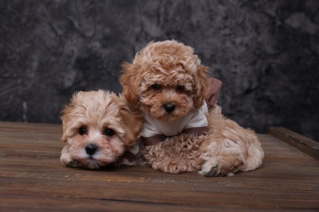 Лялькові мальтіпу Ф1 хлопчики й дівчатка