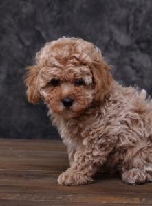 Лялькові мальтіпу Ф1 хлопчики й дівчатка