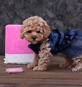 Лялькові мальтіпу Ф1 хлопчики й дівчатка