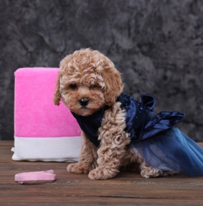 Лялькові мальтіпу Ф1 хлопчики й дівчатка