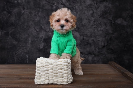 Лялькові мальтіпу Ф1 хлопчики й дівчатка