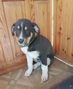 Продам 2-х щеночков 500$ (кормешка говядина/каши/сухой премиум корм)