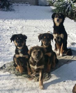 Продам 2-х щеночков 500$ (кормешка говядина/каши/сухой премиум корм)