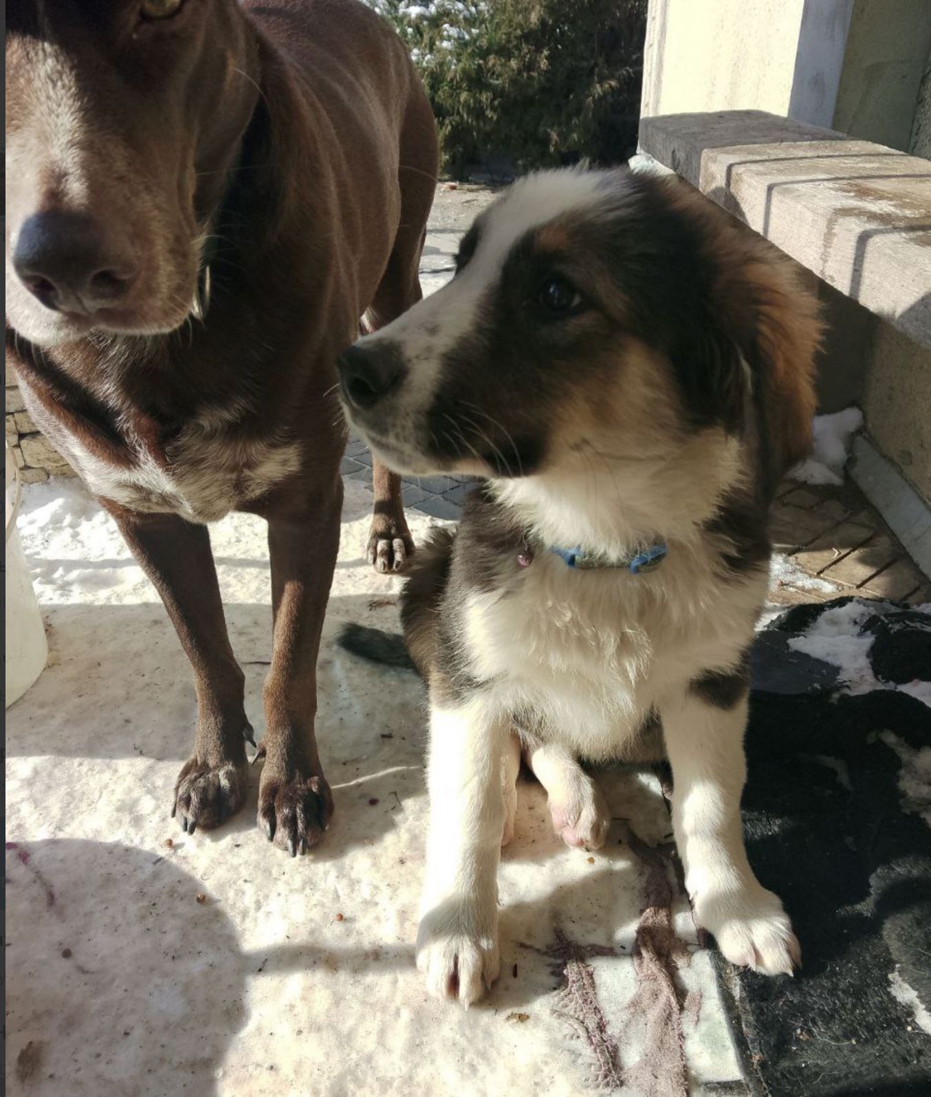 Продам 2-х щеночков 500$ (кормешка говядина/каши/сухой премиум корм)