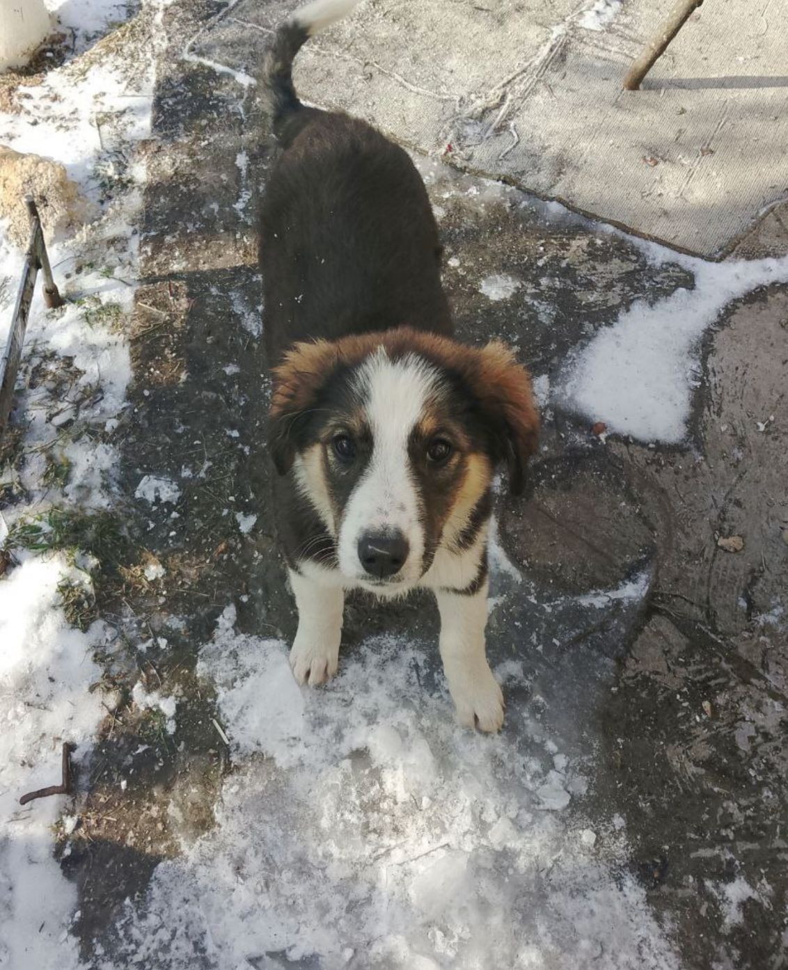 Продам 2-х щеночков 500$ (кормешка говядина/каши/сухой премиум корм)