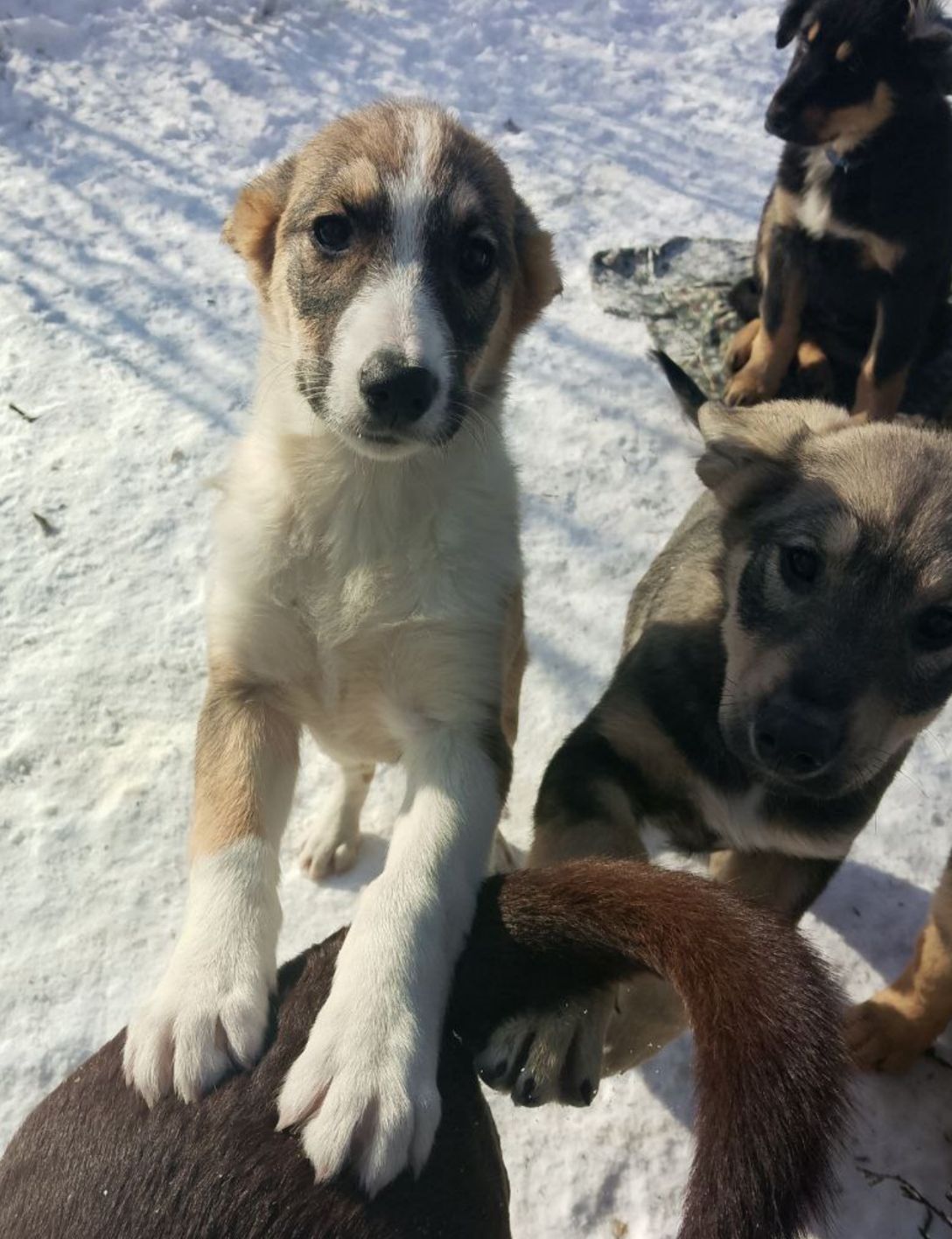 Продам 2-х щеночков 500$ (кормешка говядина/каши/сухой премиум корм)