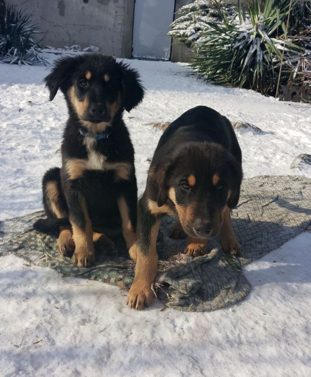 Продам 2-х щеночков 500$ (кормешка говядина/каши/сухой премиум корм)