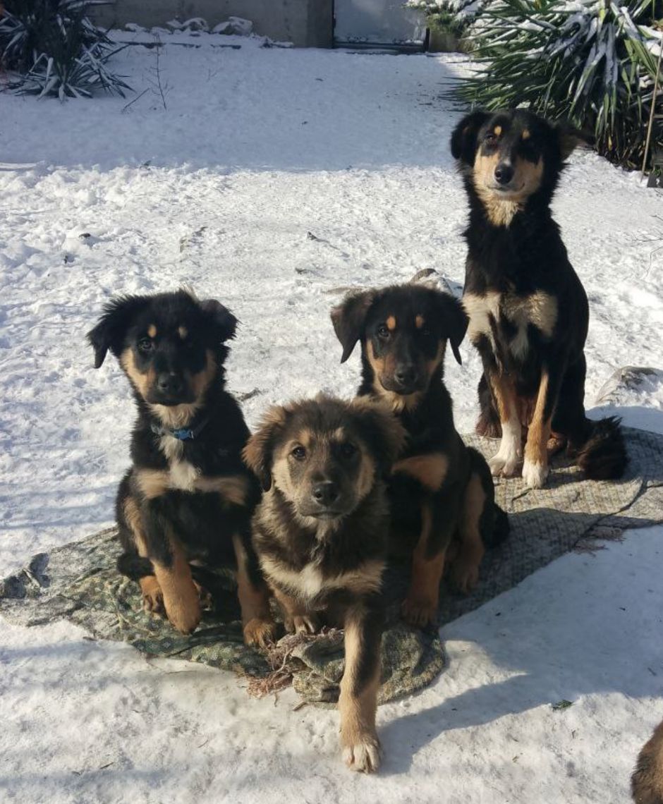 Продам 2-х щеночков 500$ (кормешка говядина/каши/сухой премиум корм)