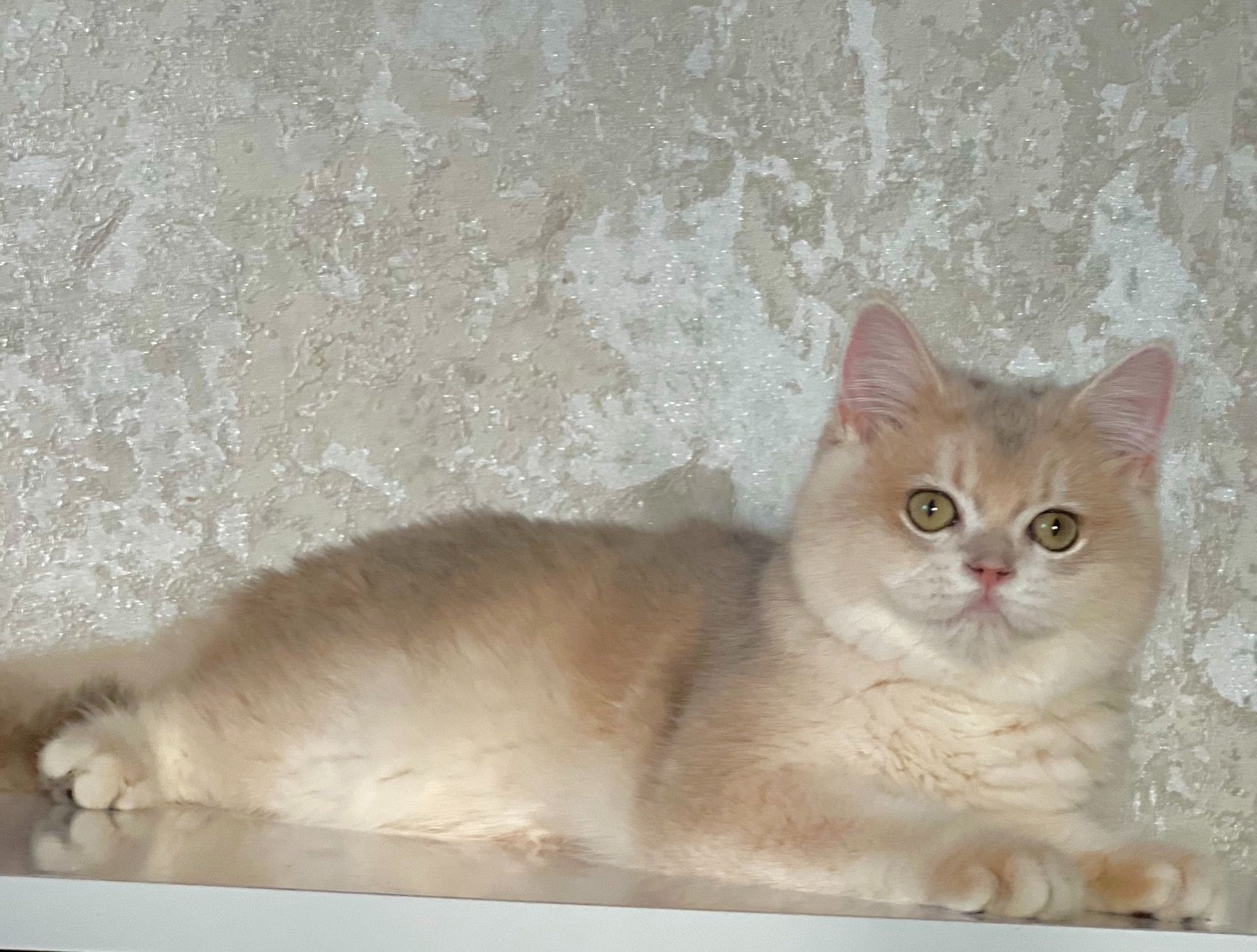 Британська золота шиншилла