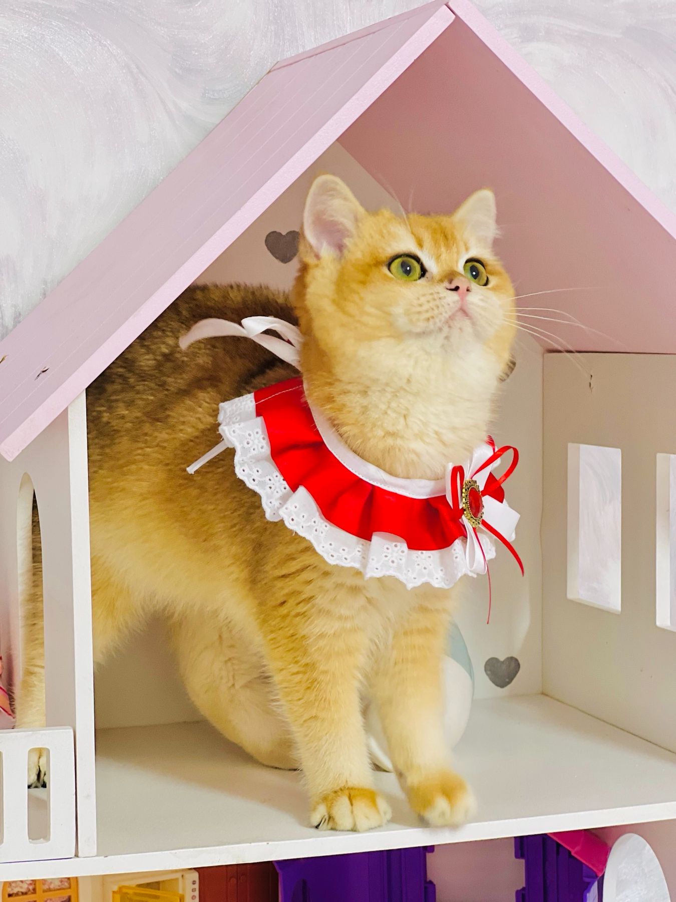 Британська золота шиншилла