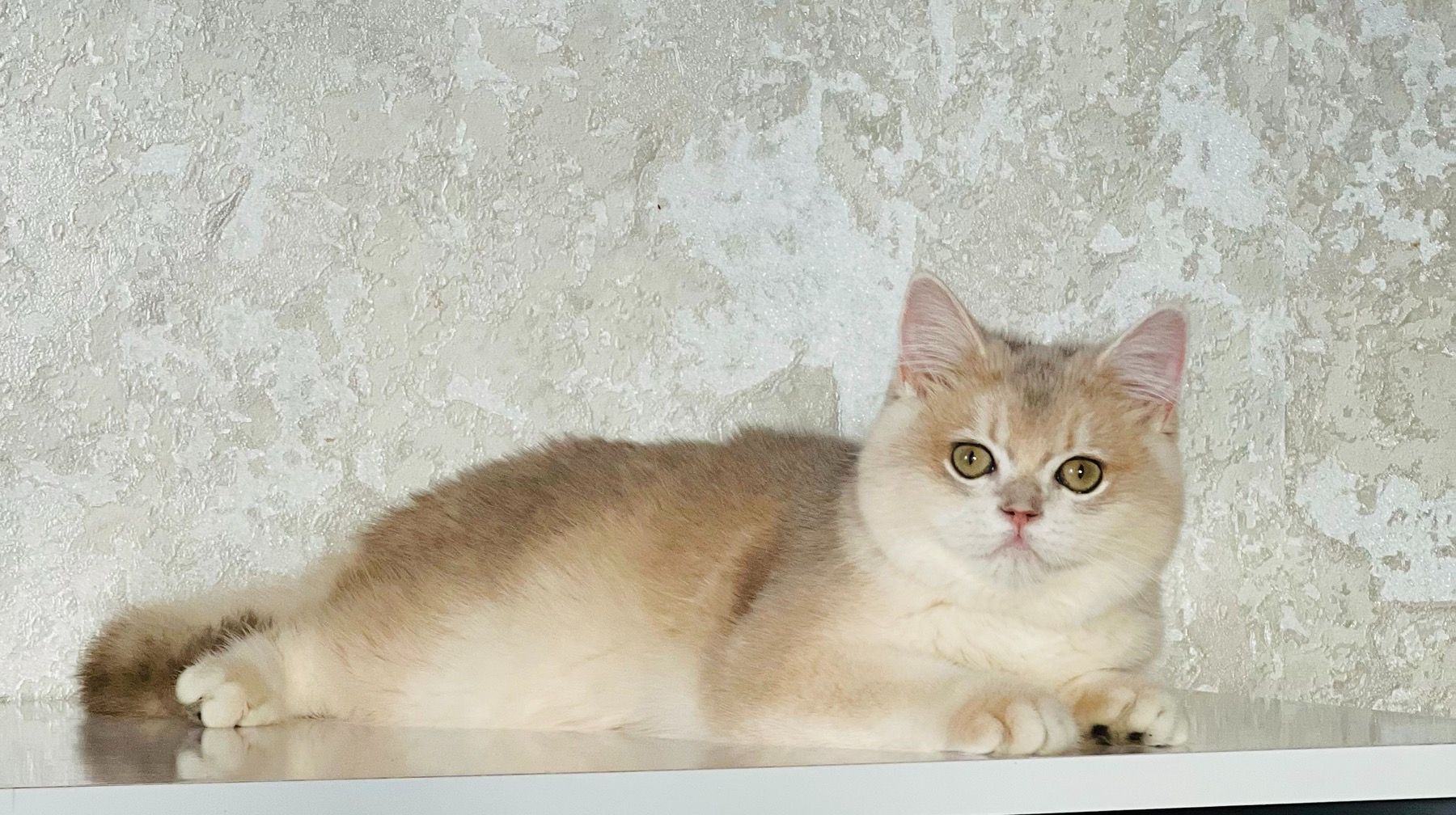 Британська золота шиншилла