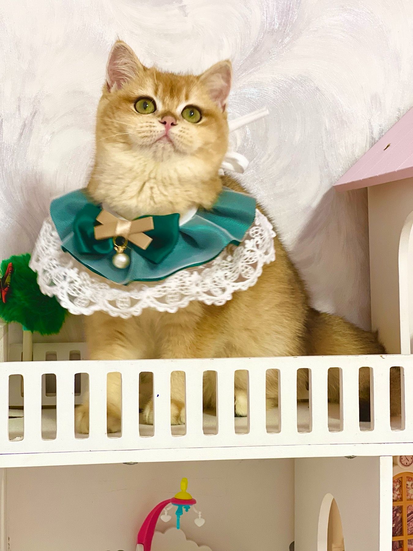 Британська золота шиншилла