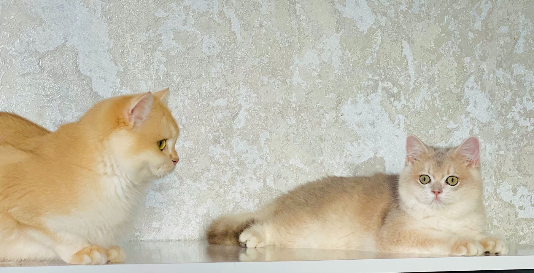 Британська золота шиншилла