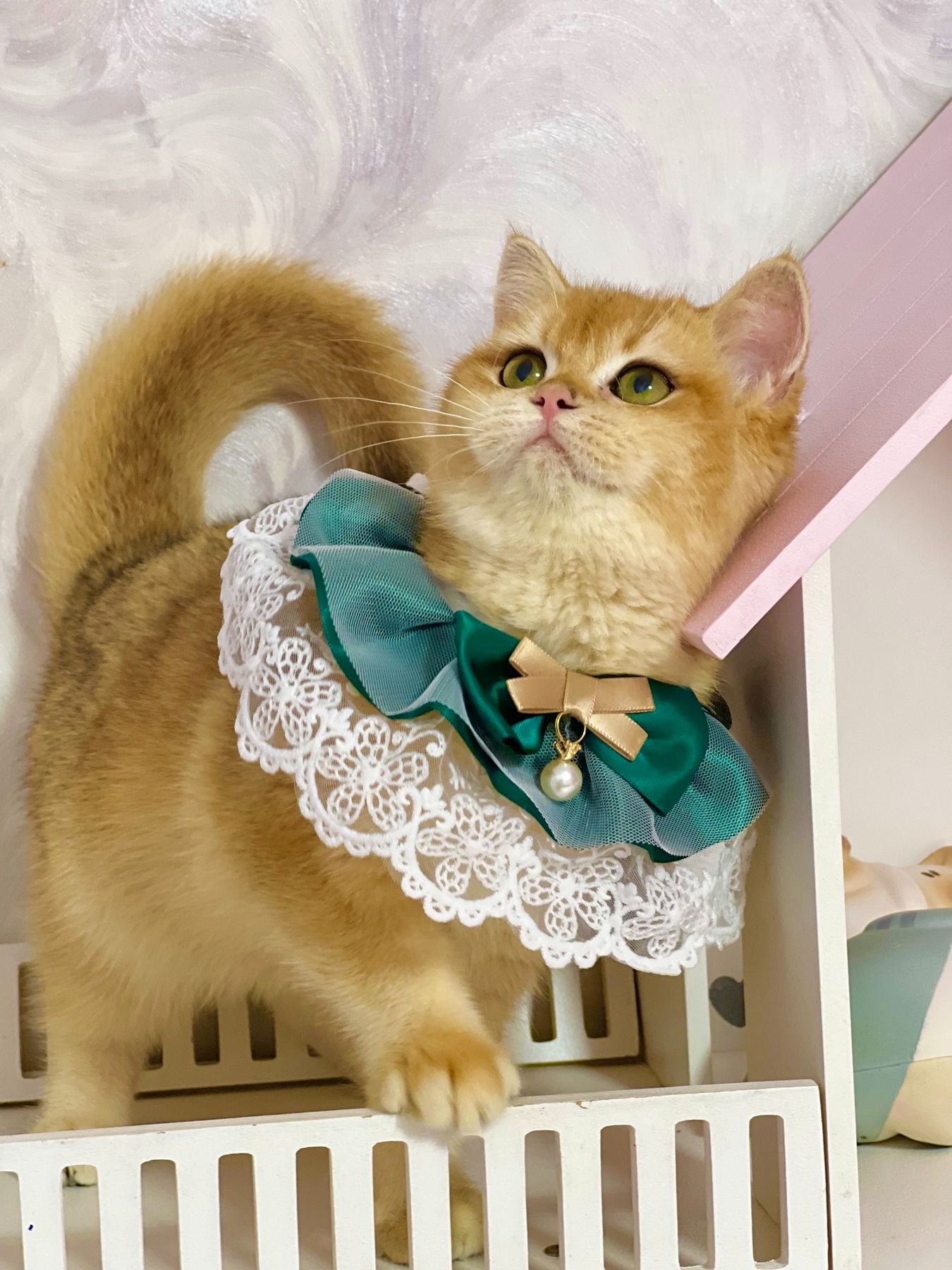 Британська золота шиншилла