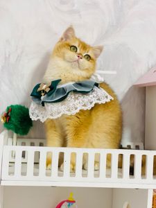 Британська золота шиншилла