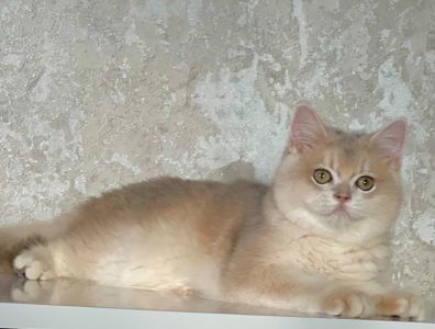 Британська золота шиншилла