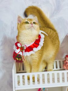 Британська золота шиншилла