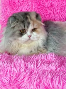 Неймовірна красуня