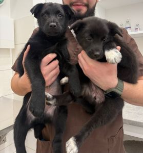 Дім малюкам, врятованим з морозу!