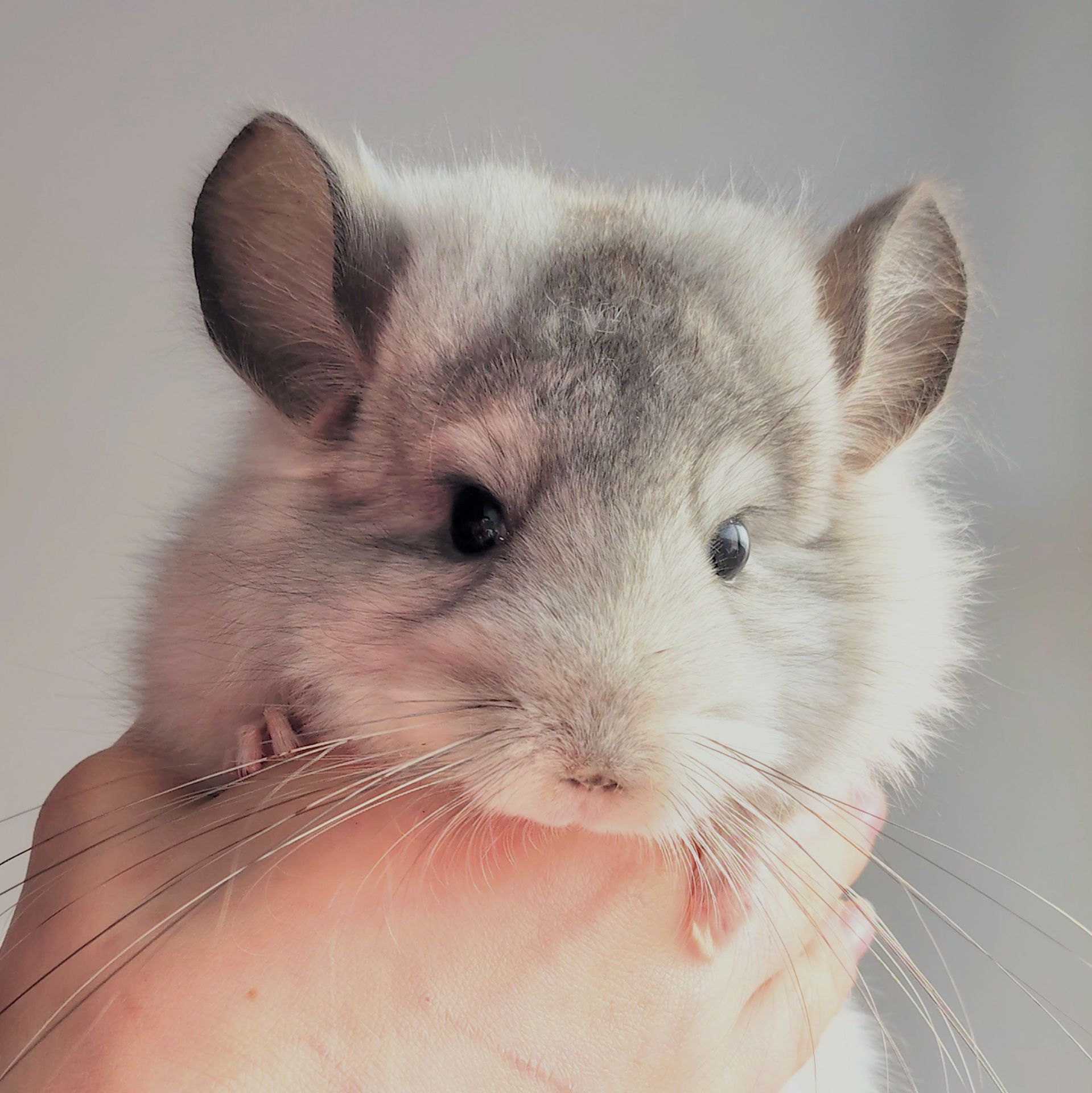 Біла Королівська Ангора🤍