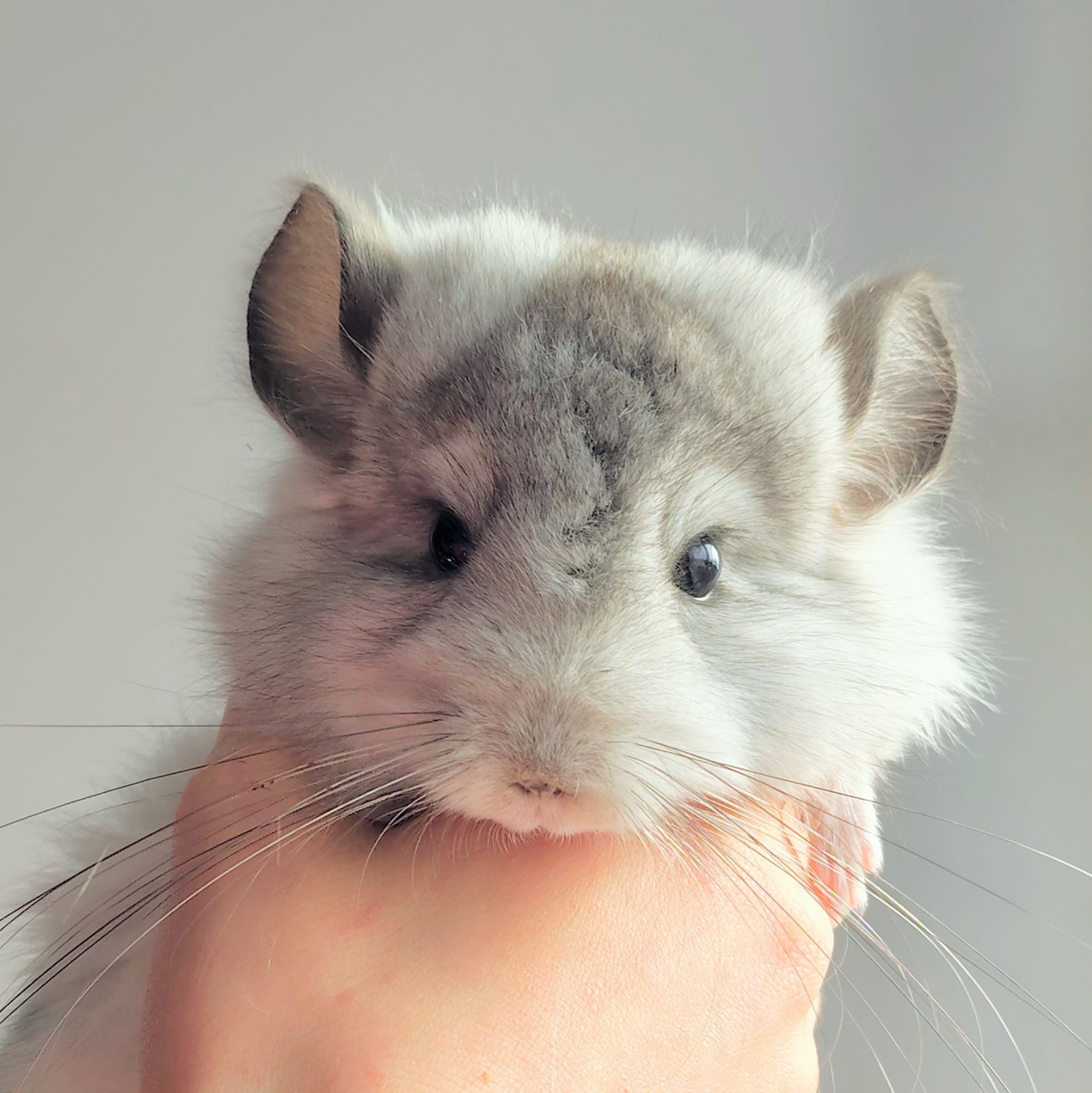 Біла Королівська Ангора🤍