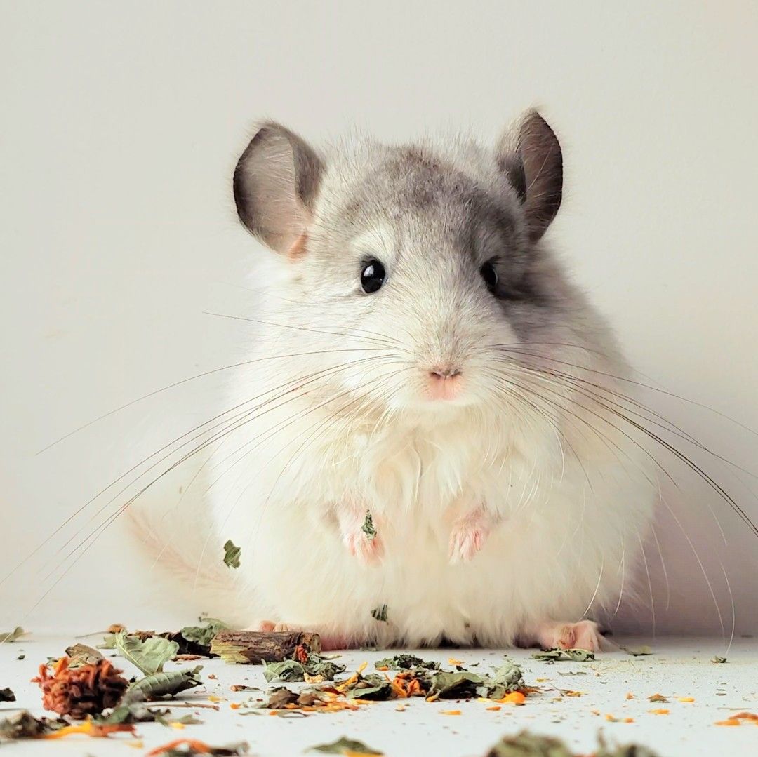 Біла Королівська Ангора🤍