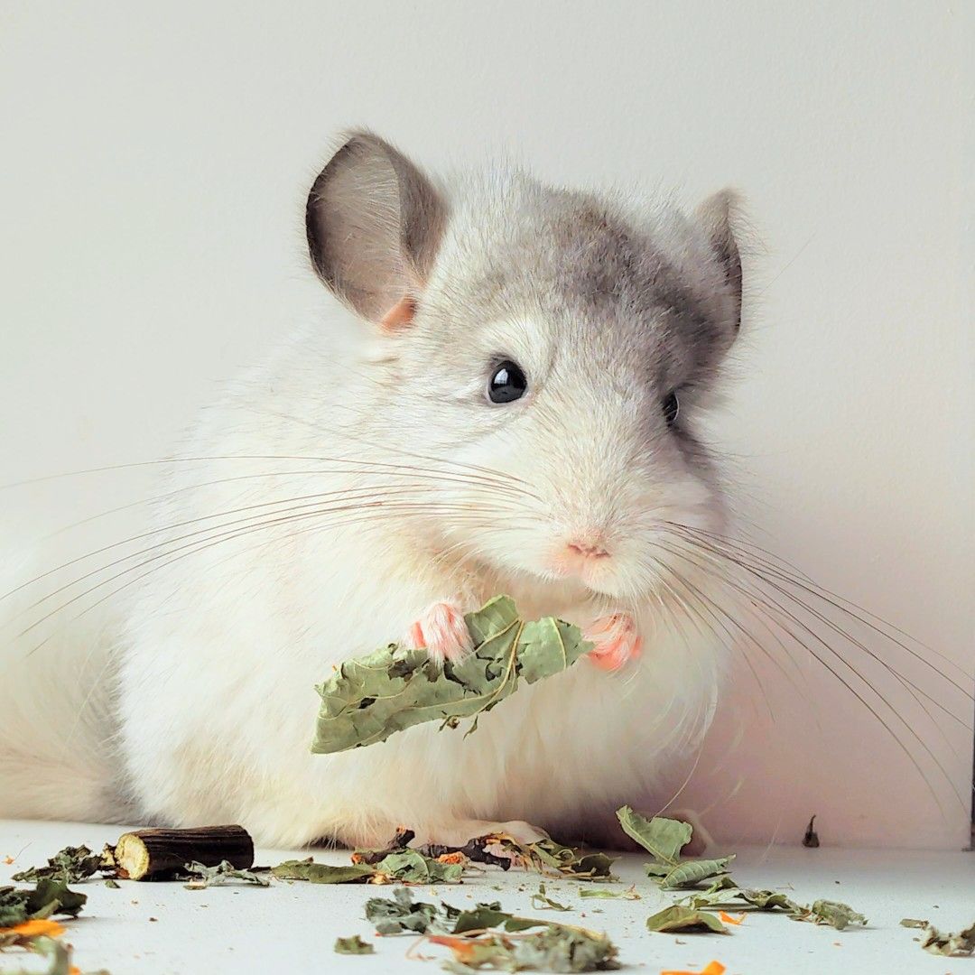 Біла Королівська Ангора🤍