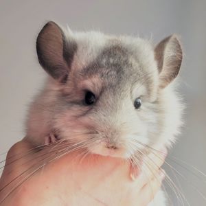 Біла Королівська Ангора🤍