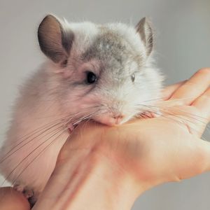 Біла Королівська Ангора🤍