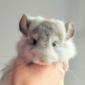 Біла Королівська Ангора🤍