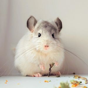 Біла Королівська Ангора🤍