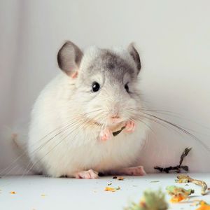 Королівська Перська Ангора 🤍