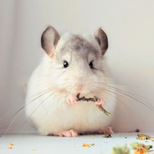 Королівська Перська Ангора 🤍