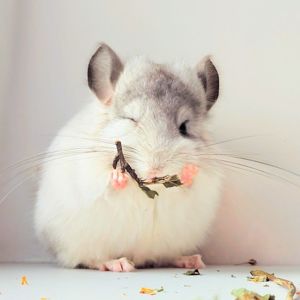 Королівська Перська Ангора 🤍