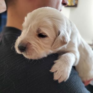 Цуценята золотистого ретривера