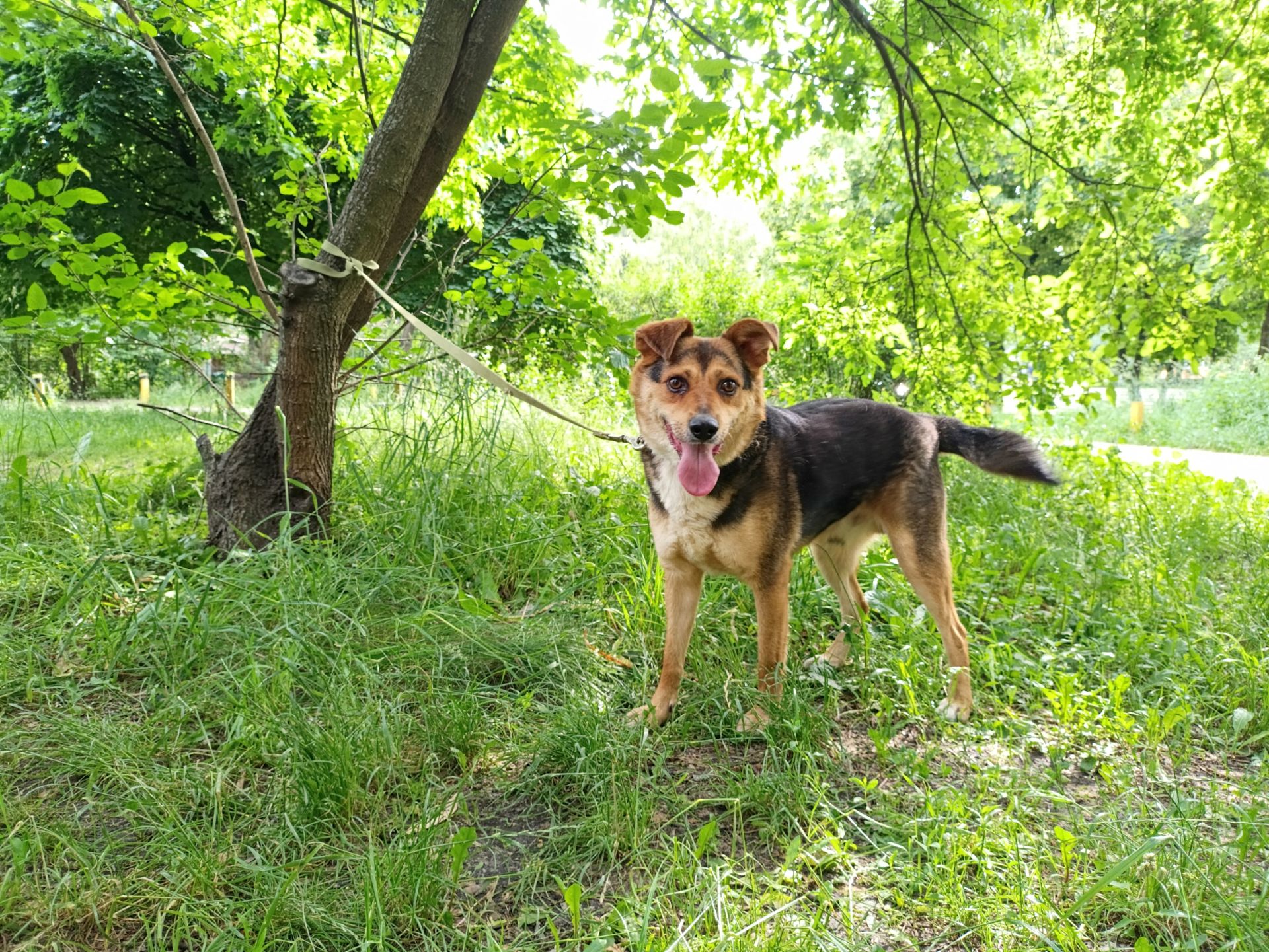 Молодий пес Боббі в пошуку крутої родини