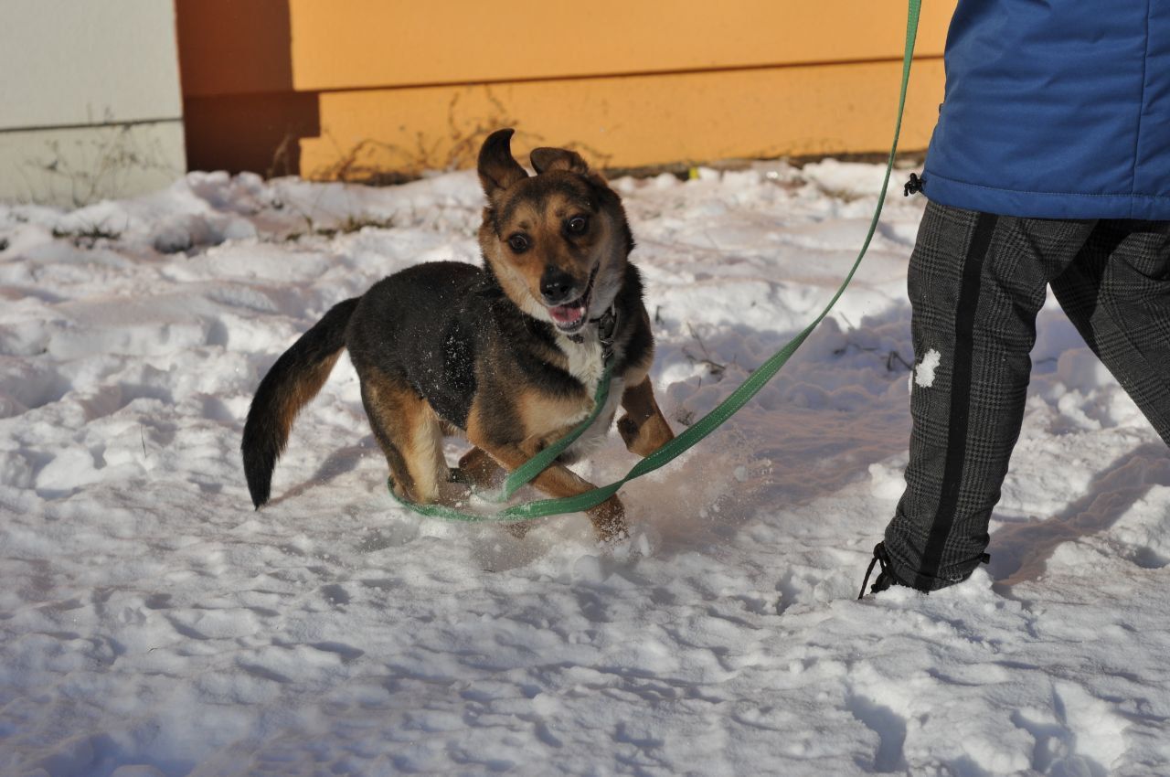 Молодий пес Боббі в пошуку крутої родини