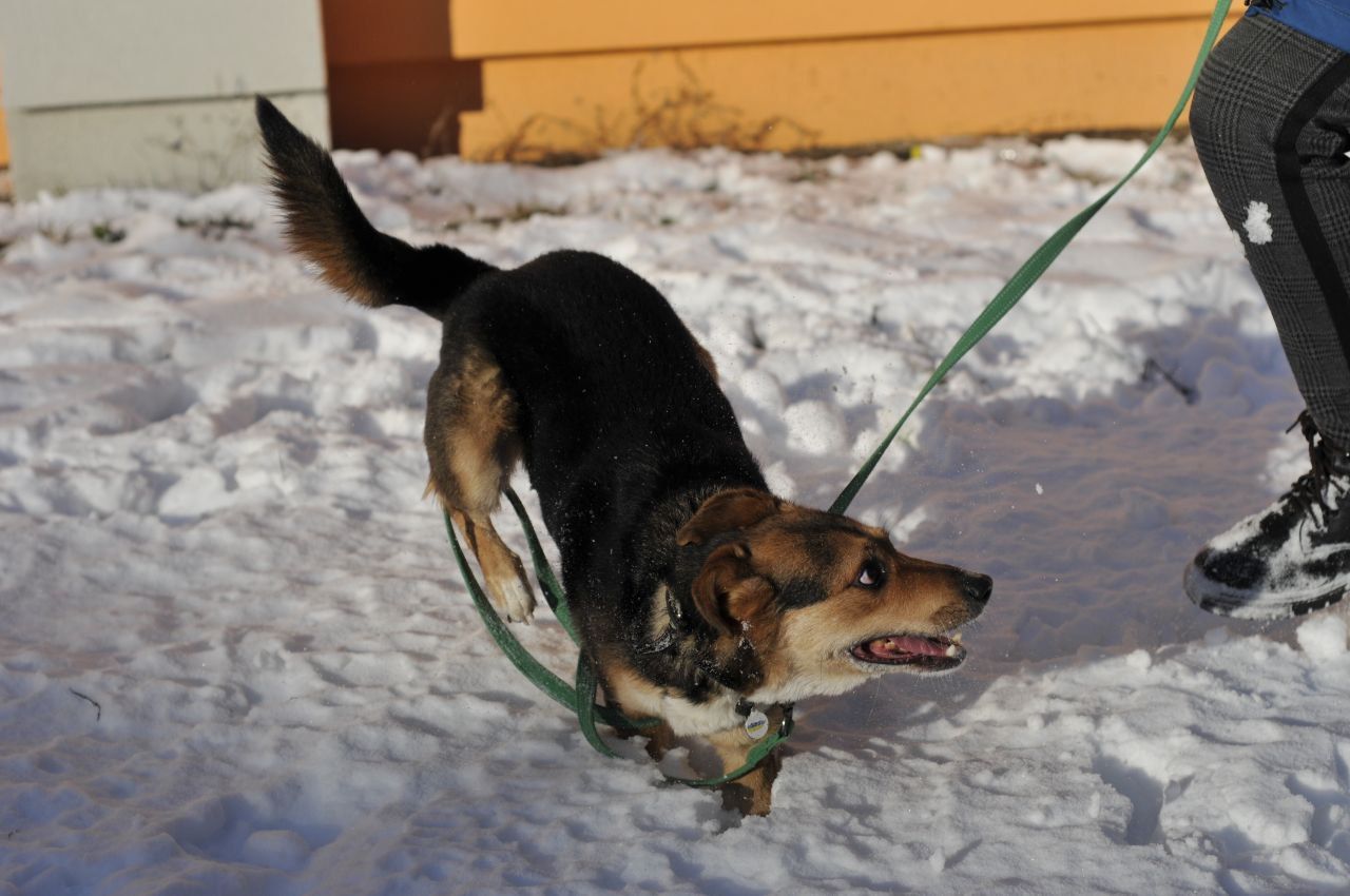 Молодий пес Боббі в пошуку крутої родини
