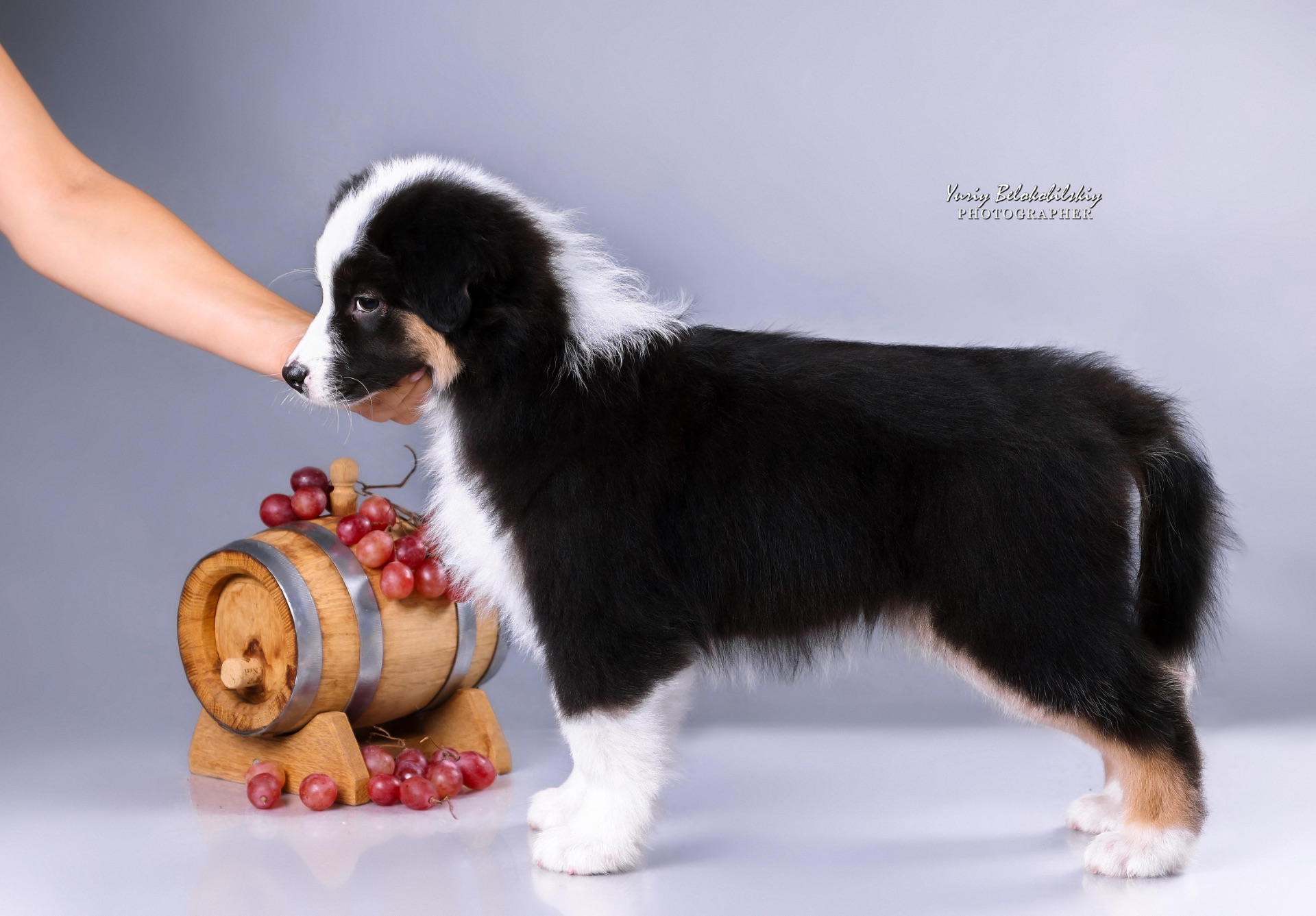 Цуценята аусі FCI від титулованих батьків