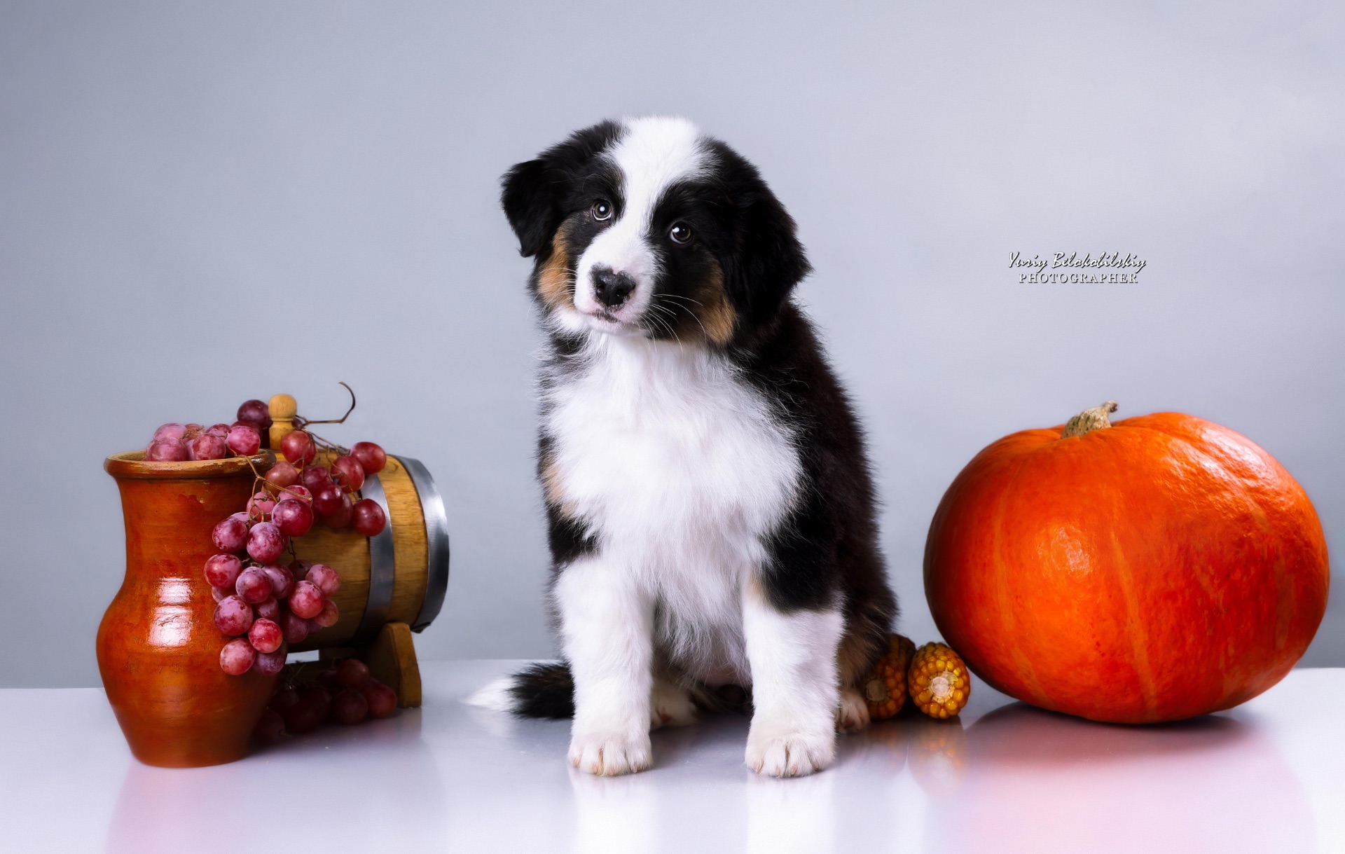 Цуценята аусі FCI від титулованих батьків