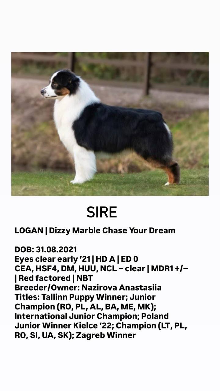 Цуценята аусі FCI від титулованих батьків