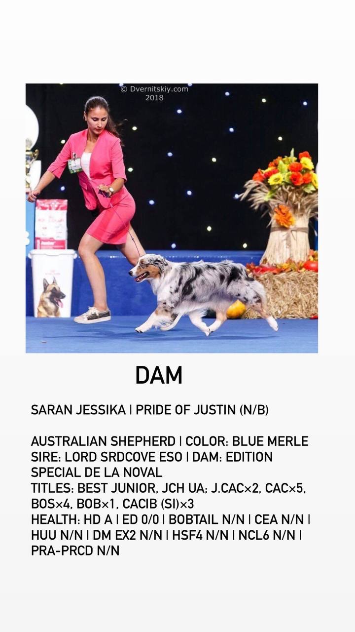 Цуценята аусі FCI від титулованих батьків