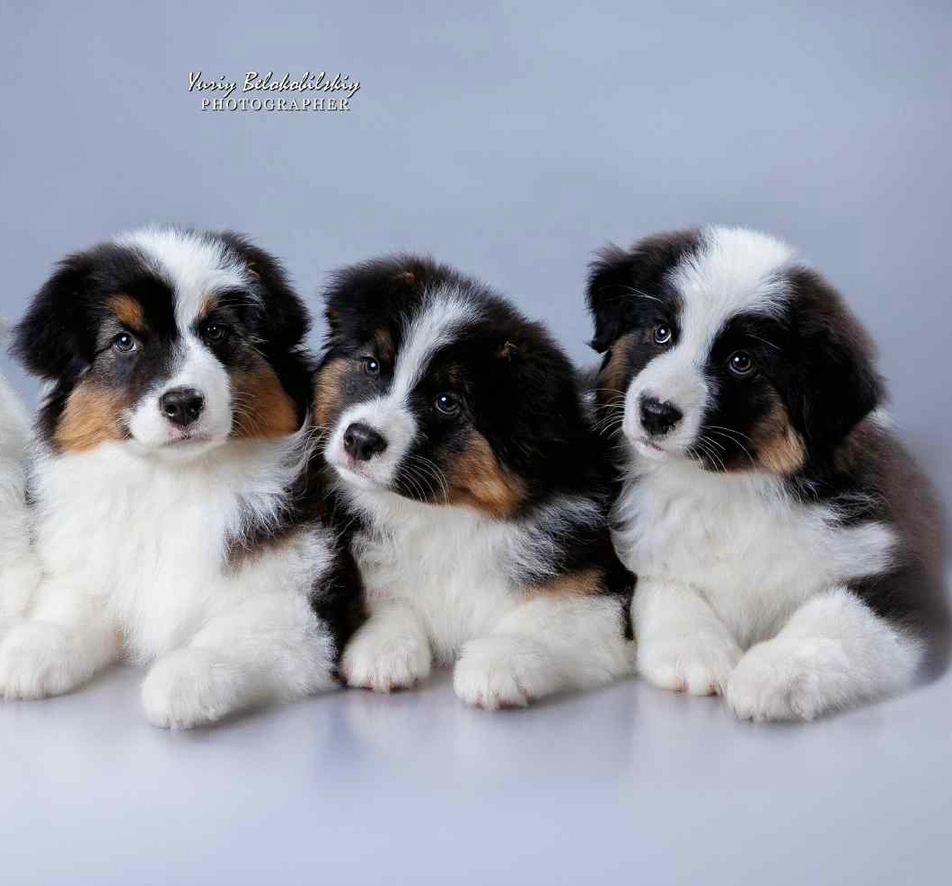 Цуценята аусі FCI від титулованих батьків